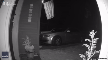 Who's There? Bear Sniffs Out Doorbell Camera