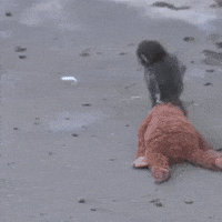 Japan Monkey GIF