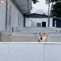 Dog Reaction GIF by TikiIndia