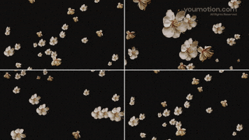 Raining Blossoms