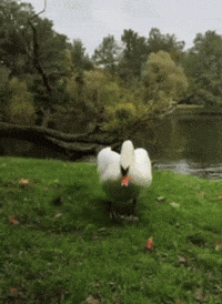 Goose Swan GIF by Extreme Improv
