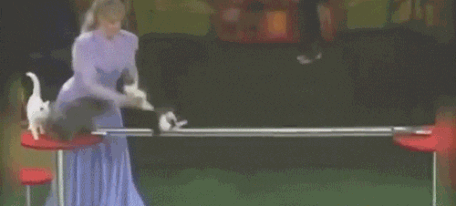 cats acrobatics GIF by Cheezburger