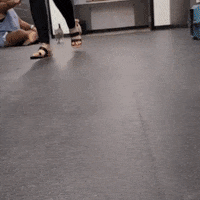 wolftrapanimalrescue cats dogs pets puppies GIF