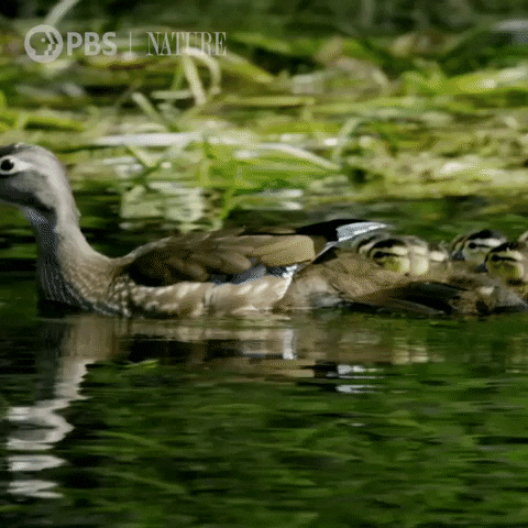 Pbs Nature Animales GIF by Nature on PBS