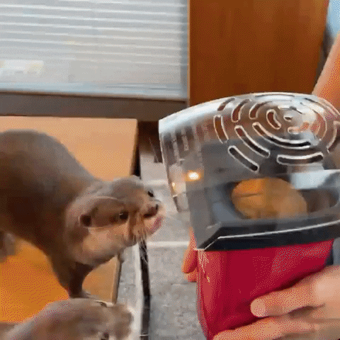 cuteanimalland giphyupload GIF