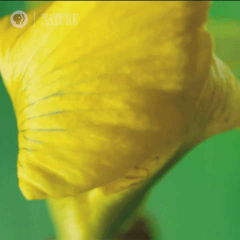 Pbs Nature Bloom GIF by Nature on PBS - Find & Share on GIPHY