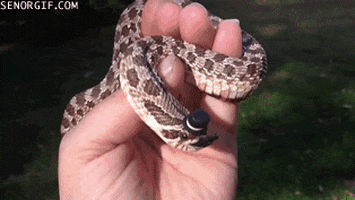 Sir Hats GIF