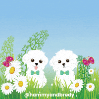 Happy Dogs GIF by HammyandBrody