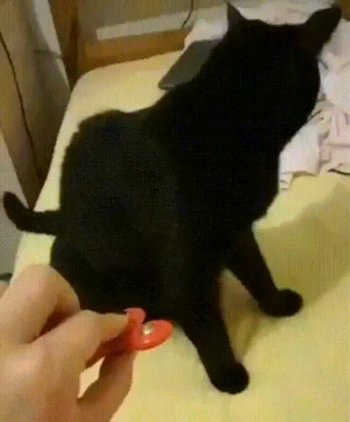 Cat Spinner GIF
