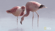 National Geographic Bird GIF by Nat Geo Wild