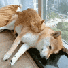 Cat And Dog Aww GIF