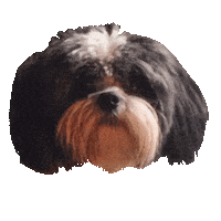 KathieKreativ dog hund shihtzu wuff Sticker