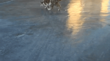 Confused Kitty Can't Handle Icy Situation