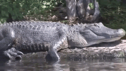 florida GIF