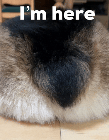 Dog Corgi GIF