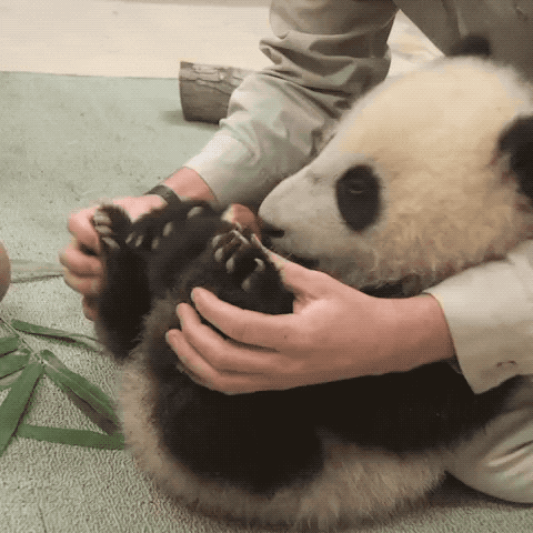 Baby Animals Panda GIF by San Diego Zoo Wildlife Alliance