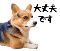 Corgi Milo GIF