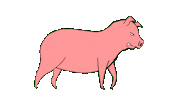 Pig Mantap Sticker