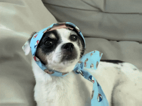 Dog Puppy GIF