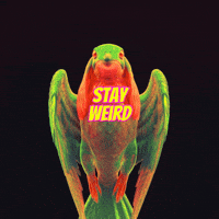 Bird Flying GIF