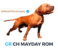 Pitbull Apbt Sticker by Chico Lopez