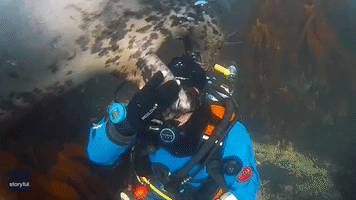 Sneaky Seal Attempts to Remove English Diver's Hood