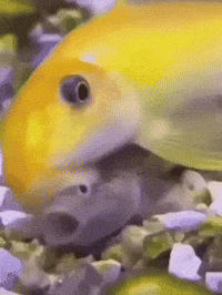 Bljght GIF