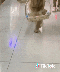 Dog Puppy GIF by TikTok France
