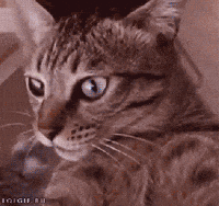 Cats GIF by giphydiscovery