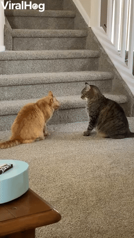 Crafty Kitty Keeps Brother in Cheeky Hold