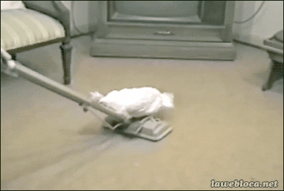 Chicken Cleaning GIF