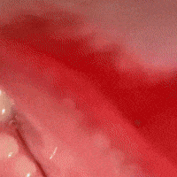 Cat Lol GIF