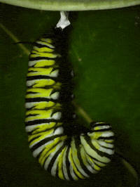 Garden Molting GIF by Ansel Oommen
