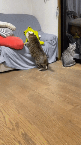 cuteanimalland giphyupload GIF
