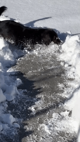 Playful Pup Frolics in South Lake Tahoe Snow