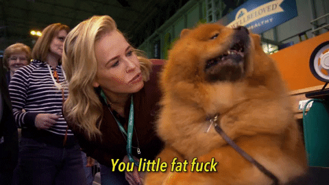 dog show netflix GIF by Chelsea Handler