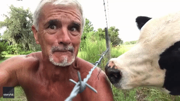 How 'Amoosing': Cow Licks Sweaty Florida Man