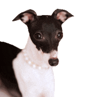 Italian Greyhound Dog Sticker by normanandpiper
