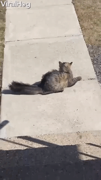 Cat Encounters 26 MPH Winds