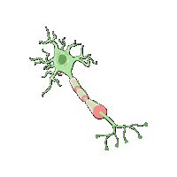 Anatomy And Physiology Brain Sticker