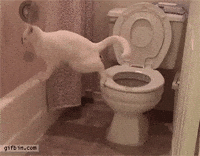 cat fail GIF