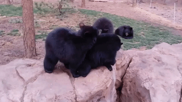 Black Bear Cubs Cuddle and Clean Each Other