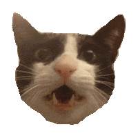 shocked cat Sticker