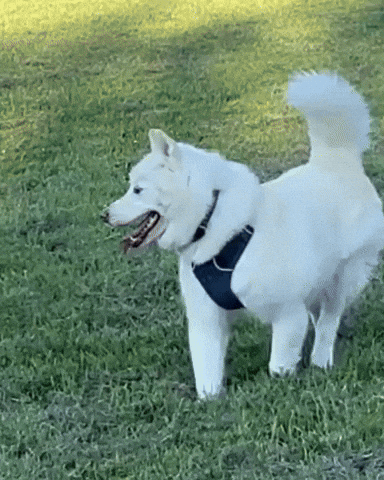 Dogs Pups GIF