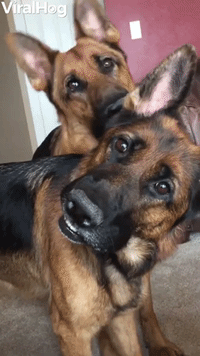 Synchronized Head Tilts By Handsome Shepherds