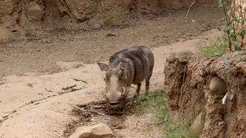 Warthog Piglets at Atlanta Zoo Enjoy First Day Out
