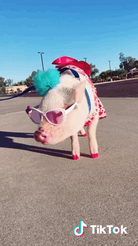 tiktok giphyupload style pig fabulous GIF