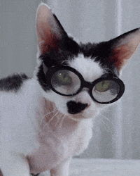 Devon Rex Cat GIF