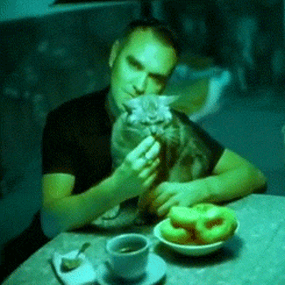cat donuts GIF