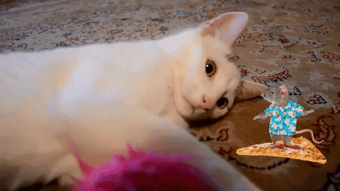 katze GIF